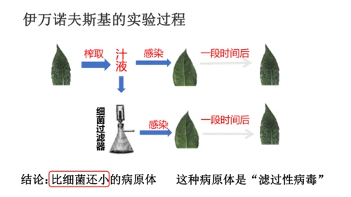 5.5第五章 病毒【2024秋人教八上生物精彩课堂（课件内嵌视频）】(共28张PPT)