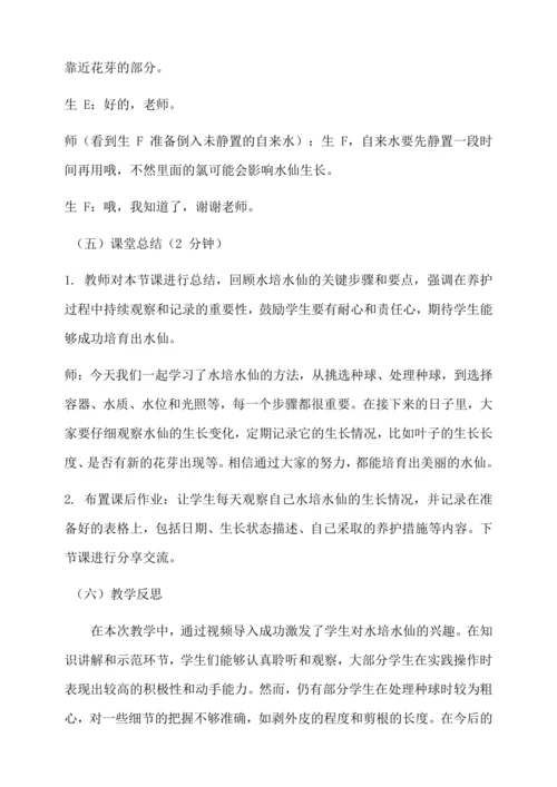 水培水仙 教学设计--人教版劳动四上
