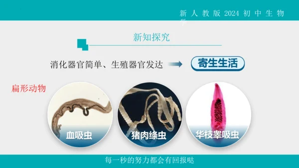 人教版生物七年级上册2.2.1《无脊椎动物》教学课件(共40张PPT)+视频素材