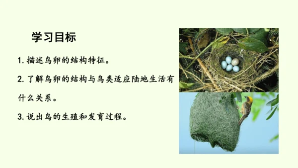 7.1.4鸟的生殖和发育-八年级生物人教版下学期同步精品课件(共24张PPT)