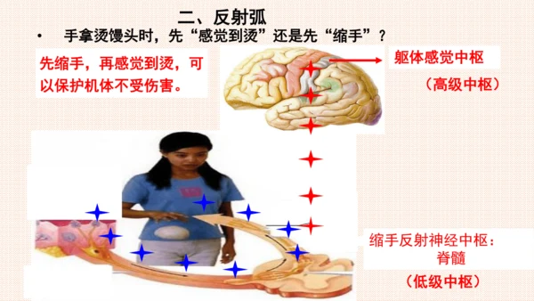 4.6.3神经调节的基本方式（课件）-七年级生物下册备课无忧（人教版）(共17张PPT)