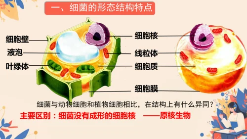 2.3.2细菌课件2024-2025学年人教版生物七年级上册(共18张PPT)