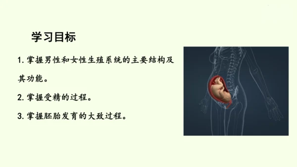 4.1.1人的生殖-七年级生物下学期同步精品课件（2024人教版）(共24张PPT)