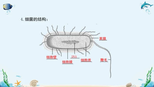 人教版八年级生物上册5.4《细菌和真菌》复习课件（含31张ppt）