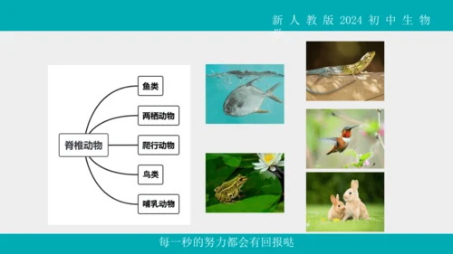 人教版生物七年级上册2.2.1《无脊椎动物》教学课件(共40张PPT)+视频素材