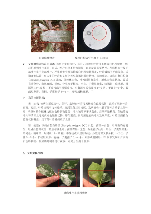 田间病害观察及诊断---植保.docx