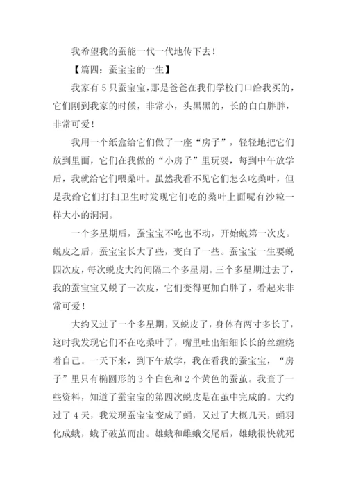 蚕宝宝的一生作文.docx