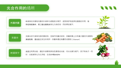 绿色清新风植物的光合作用PPT模板