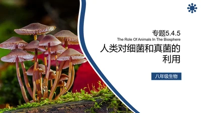 人类对细菌和真菌的利用PPT课件