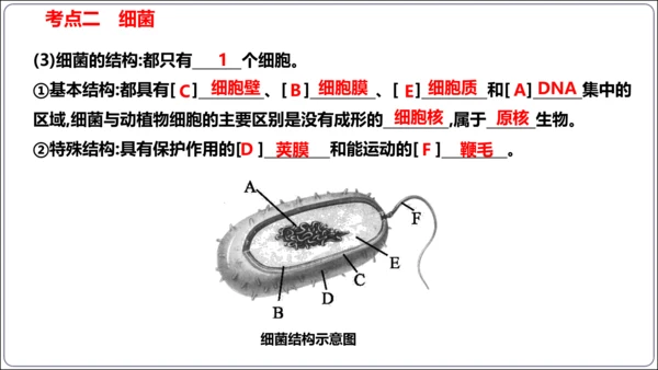 【人教八上生物期中复习考点梳理+临考押题】第四、五章 细菌、真菌和病毒（串讲课件）(共30张PPT)