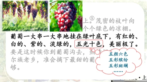 11 葡萄沟   公开课   课件