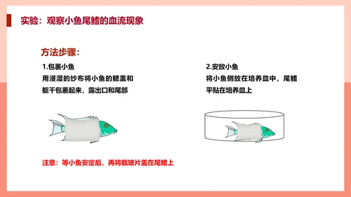 血流的管道，血管课件PPT模板.ppt
