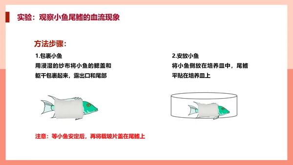 血流的管道，血管课件PPT模板.ppt