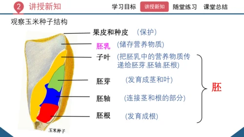 3.1.2  种子植物（课时1 种子的结构）课件-2023-2024学年人教版生物七年级上册(共24