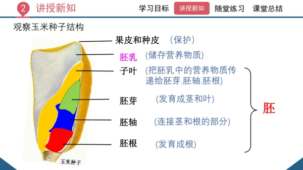 3.1.2  种子植物（课时1 种子的结构）课件-2023-2024学年人教版生物七年级上册(共24