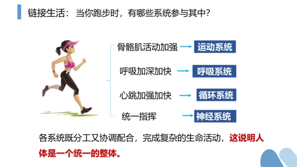 2.2.2 动物体的结构层次-2023-2024学年七年级生物上学期备课课件（人教版）(共26张PP