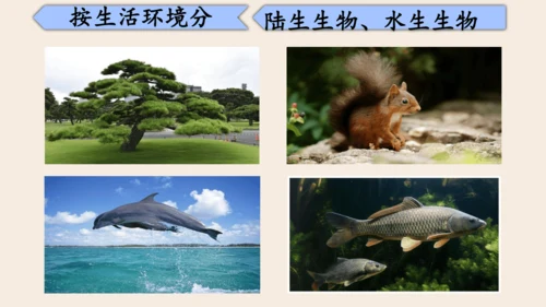 人教版（2024）七年级上册1.1.1 观察周边环境中的生物 课件(共20张PPT)