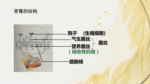 人教版（2024）七年级上册2.3.3真菌(共27张PPT)+视频素材