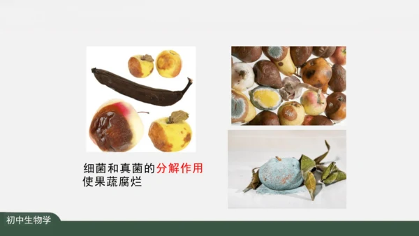 1.2.2 生物与环境组成生态系统 课件（共30张PPT）