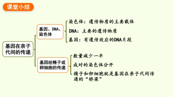 7.2.2基因在亲子代间的传递-八年级生物人教版下学期同步精品课件(共24张PPT)