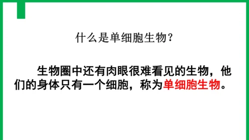 2.2.4 单细胞生物-2023-2024学年七年级生物上册优质教学课件（人教版）(共20张PPT)