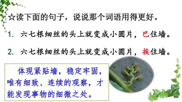 10 爬山虎的脚  课件