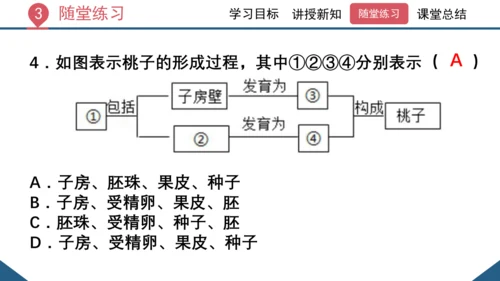 3.2.3  开花和结果  课件-2023-2024学年人教版生物七年级上册(共27张PPT)