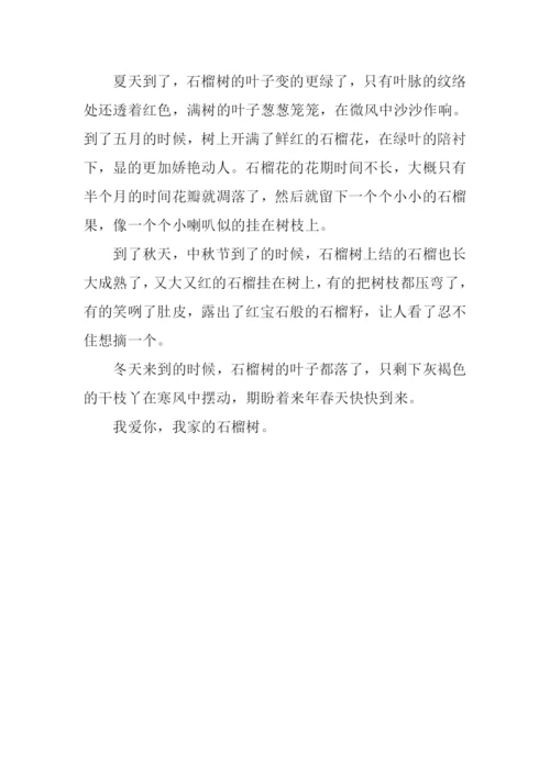 石榴树作文350字.docx