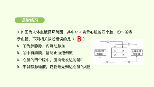 第四单元-第四章-第三节 输送血液的泵——心脏（第2课时）课件-2024-2025学年七年级生物下学