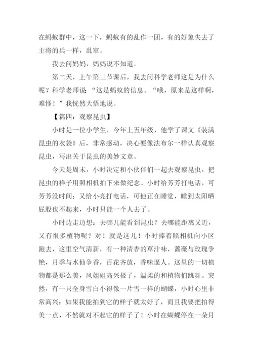 观察小昆虫的作文.docx