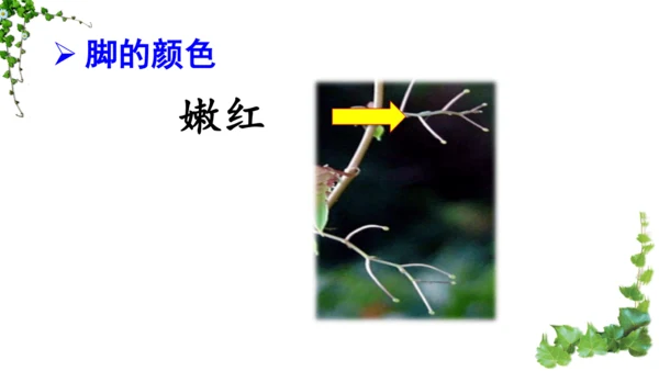 10 爬山虎的脚  课件