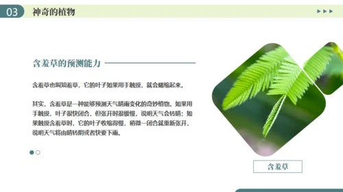 植物介绍笔记植物分类知识科普通用PPT模板