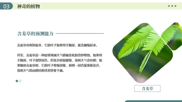 植物介绍笔记植物分类知识科普通用PPT模板
