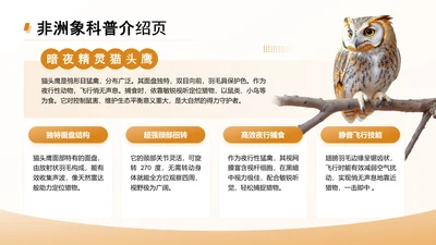 黄色简约风猫头鹰科普介绍页