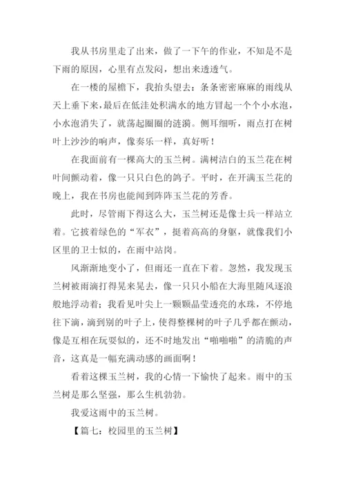关于玉兰树的作文.docx