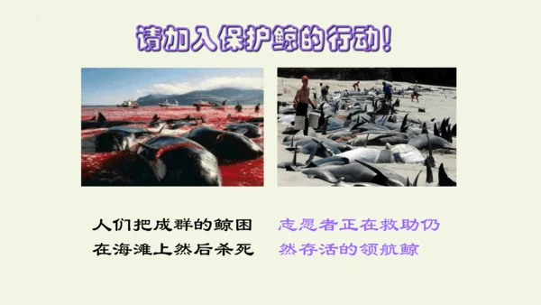 部编版 五年级语文上册第五单元习作例文 《鲸》（课件）