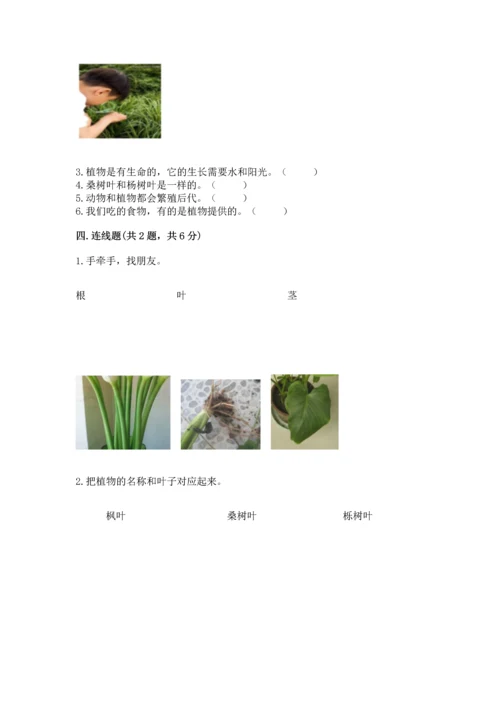 教科版科学一年级上册第一单元《植物》测试卷（考试直接用）word版.docx