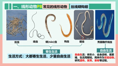 5.1.2线形动物和环节动物课件-人教版生物八年级上册(共47张PPT)