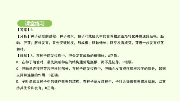 第三单元-第一章-第一节-种子的萌发课件-2024-2025学年七年级生物下学期人教版(2024)(