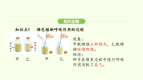 第三单元-第二章-第三节-呼吸作用课件-2024-2025学年七年级生物下学期人教版(2024)(共