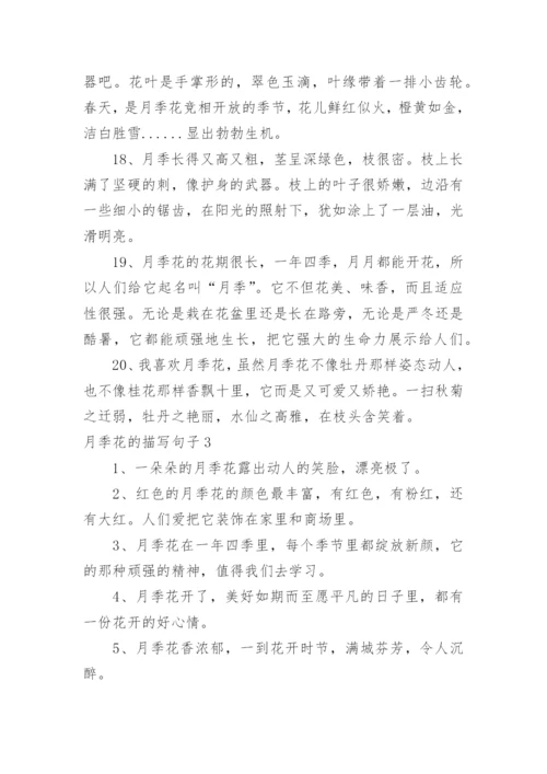 月季花的描写句子.docx