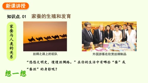 7.1.2昆虫的生殖和发育-八年级生物人教版下学期同步精品课件(共29张PPT)