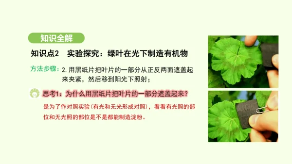 第三单元-第二章-第二节-光合作用-第1课时 绿叶在光下制造有机物课件-2024-2025学年七年级