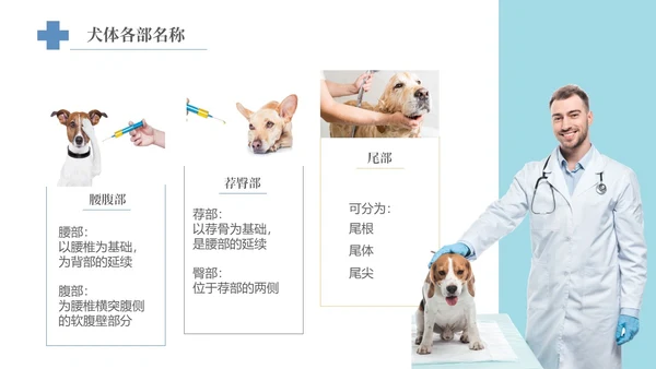 实拍风宠物解剖生理宠物解剖生理讲座PPT