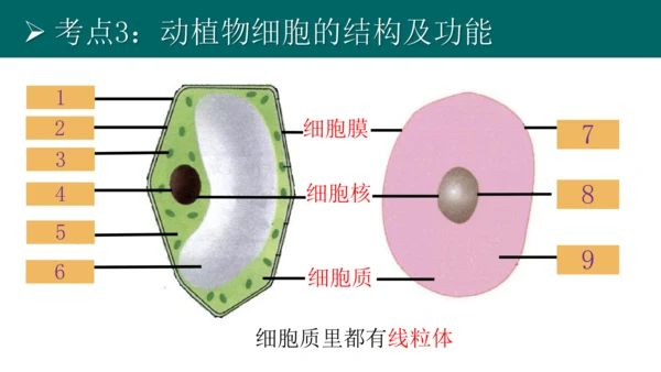 七上 第二单元生物体的结构层次-复习课件(共35张PPT)