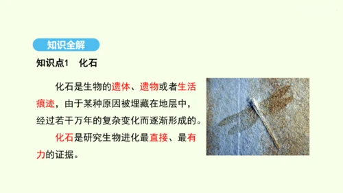 7.3.2生物进化的历程课件-人教版生物八年级下册(共23张PPT)
