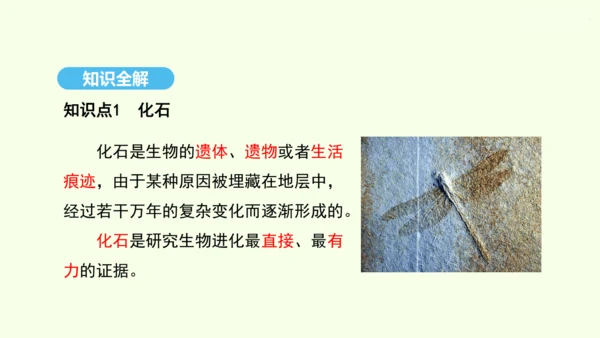 7.3.2生物进化的历程课件-人教版生物八年级下册(共23张PPT)