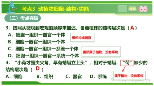 第三章从细胞到生物体（串讲课件）-七年级生物上学期期中考点大串讲（人教版2024）(共40张PPT)