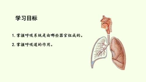 4.3.1 呼吸道对空气的处理-七年级生物下学期同步精品课件（2024人教版）(共26张PPT)