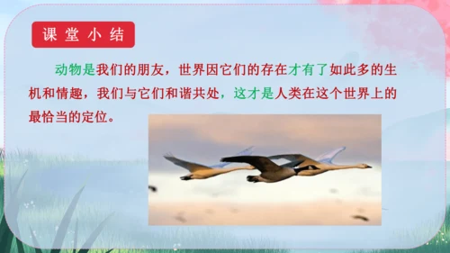 19《大雁归来》课件